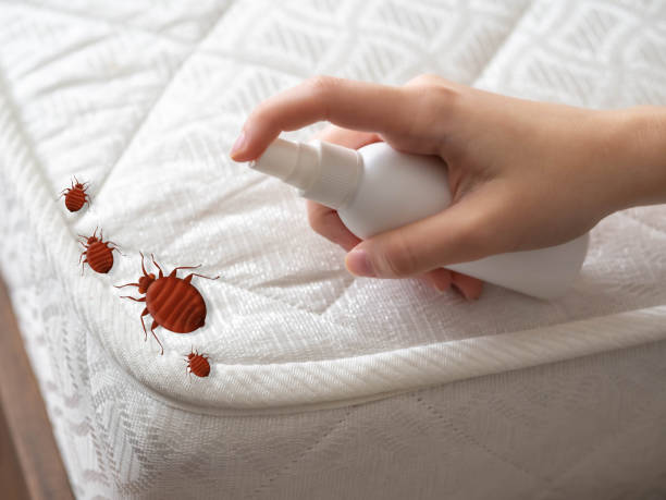 Professional Pest Control in Bridgetown, MS