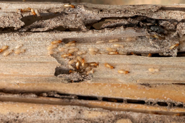 Best Pest Removal Services  in Bridgetown, MS